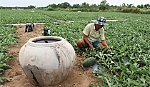 Vị ngọt dưa hấu Tân Thành