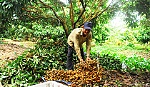 Giá nhãn Idor tăng 3.000 - 4.000 đồng/kg