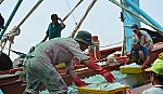 Hơn 83 tỷ đồng hỗ trợ cho việc nuôi trồng, đánh bắt hải sản
