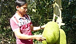 Giá dừa và mít tăng cao