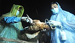 Chủ động phòng, chống cúm gia cầm