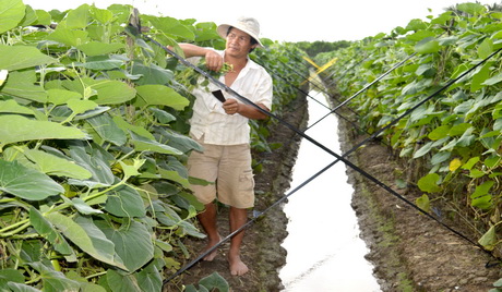 Trồng rau màu ở huyện Chợ Gạo 
