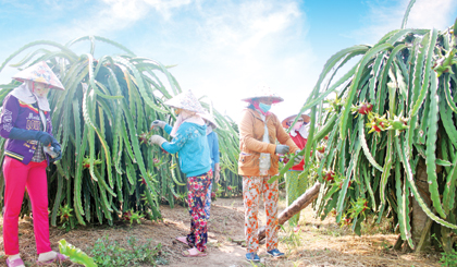 Nhiều nông dân trở thành “triệu phú” từ cây thanh long.
