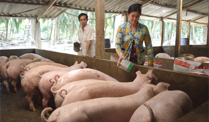 Từ tháng 11 âm lịch đến nay, anh Dương Tấn Sĩ, xã Tân Thới, huyện Tân Phú Đông, bán 85 con heo, lỗ khoảng 60 triệu đồng do giá heo giảm mạnh.