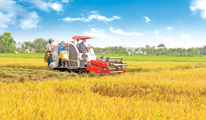 Nông dân tích cực  thu hoạch lúa trước  khi hạn mặn đến.