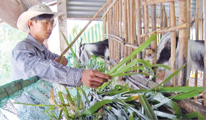 Thanh Bình tranh thủ chăm sóc đàn dê của gia đình trước lúc lên đường nhập ngũ.