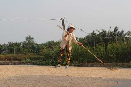 Bình quân mỗi ngày cơ sở của chị Nguyễn Thị Kim Thanh (ấp Đèn Đỏ, xã Tân Thành, huyện Gò Công Đông) thu mua được 4 tấn ruốc tươi.