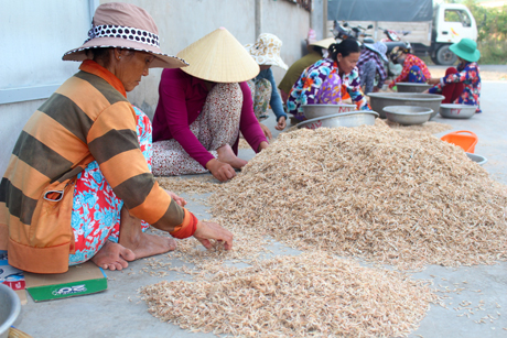 Sau những ngày nhàn rỗi, cánh phụ nữ ở ấp Đèn Đỏ, xã Tân Thành trở lại làm việc cho các điểm thu mua ruốc. Mỗi ngày họ được trả công khoảng 140.000 đồng.