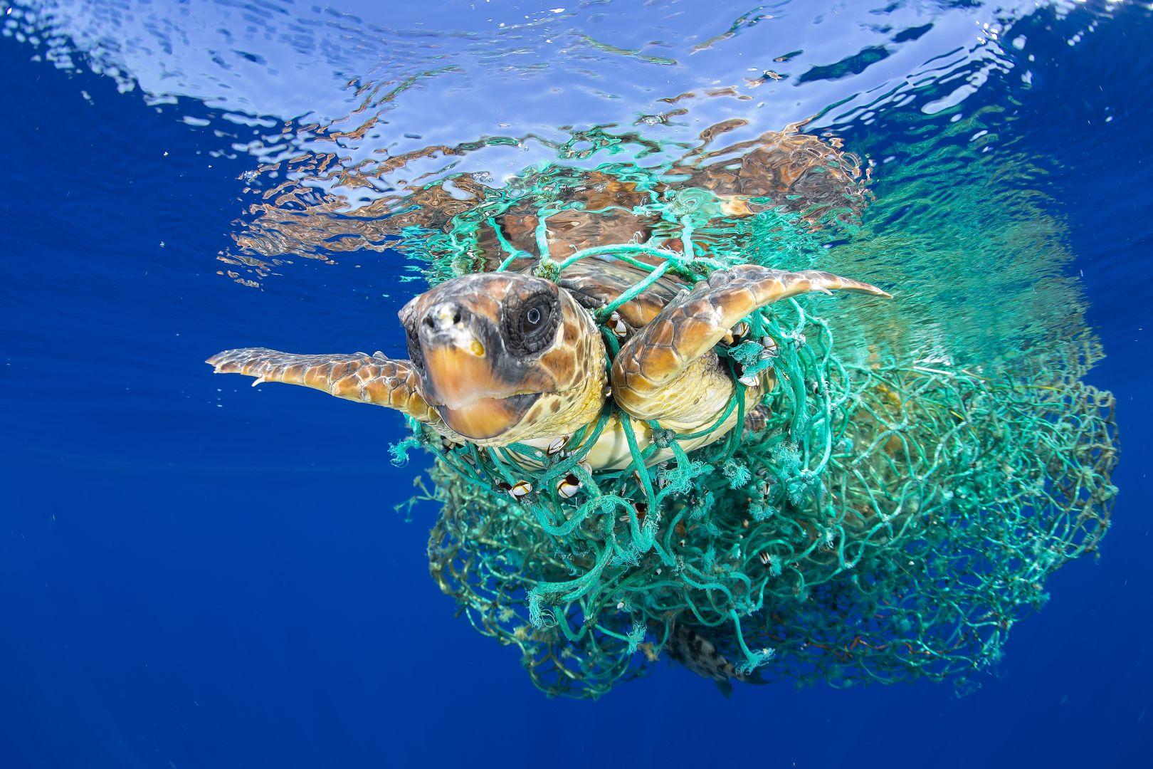  Caretta Caretta Trapped