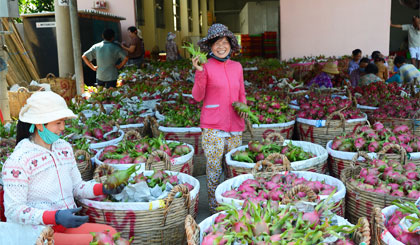 Một điểm thu mua thanh long xuất khẩu ở huyện Chợ Gạo. Ảnh: Ngọc Lan