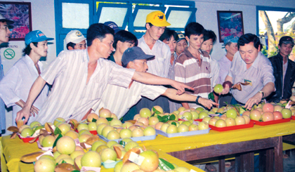 Vú sữa Lò Rèn là đặc sản trái cây của Tiền Giang cần được bảo tồn và phát triển.                                                                                                                                                                                                                                      Ảnh: NGỌC LAN