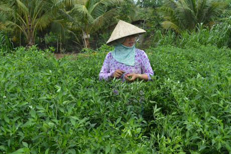 Với mức cho vay trung bình năm 2016 là 15,78 triệu đồng/hộ, nhiều hộ nông dân đã tiếp cận được nguồn vốn vay với lãi xuất ưu đãi.