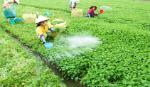 Xây dựng nông thôn mới: Nan giải 2 tiêu chí thu nhập và môi trường.