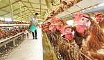 Giá gà giảm sâu
