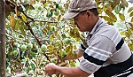 Nhà vườn thất thu vì vú sữa chín muộn
