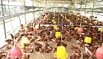 Người tiêu dùng không nên quay lưng với sản phẩm gia cầm