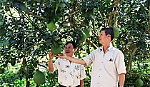 Làm giàu nhờ gắn bó với bưởi da xanh ruột hồng