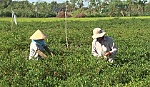 Hiệu quả nhờ trồng rau màu trên đất lúa