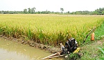 Tình hình hạn, mặn chưa gay gắt