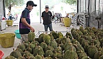 Khan hiếm hàng, sầu riêng tăng giá