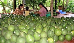 Chuyện về 2 loại trái cây đặc sản.