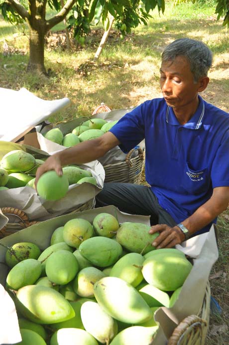 Giá xoài cát Hòa Lộc đang giảm.