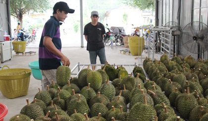 Giá sầu riêng tăng cao, nhưng nhà vườn không có hàng để bán.
