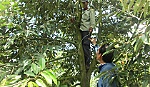 Cây sầu riêng 