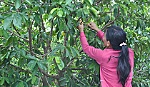 Nở rộ mô hình giúp nhau phát triển kinh tế gia đình