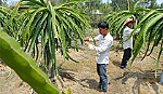 Hiệu quả từ việc chuyển đổi cây trồng