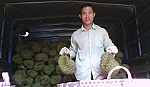 Sầu riêng chính vụ giá ở mức cao