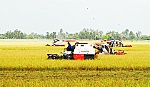 Cần giám sát chặt chẽ hợp đồng liên kết trong Cánh đồng lớn
