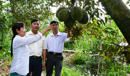 Nhờ áp dụng khoa học - kỹ thuật, phòng bệnh hiệu quả, cây sầu riêng đang cho năng suất cao, giúp tăng thu nhập cho  nhiều hộ dân  trên địa bàn xã Long Tiên 