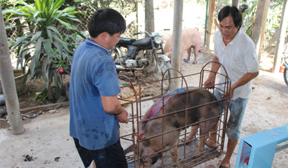Con heo đang bị quá nhiều chi phí trung gian.