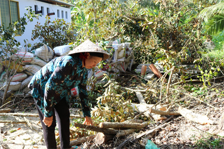 Bà Ngô Thị Xuân (xã Hữu Đạo, huyện Châu Thành) nhặt từng khúc củi vú sữa Lò Rèn vừa mới cưa mà không khỏi tiếc nuối về một loại cây trồng từng đem đến cho cuộc sống gia đình bà sự khấm khá.