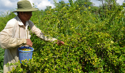 Người dân thu hoạch sơ ri.