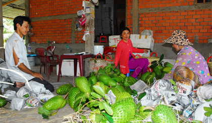 Mãng cầu Xiêm Tân Phú Đông có NHTT nhưng vẫn mạnh ai nấy làm.