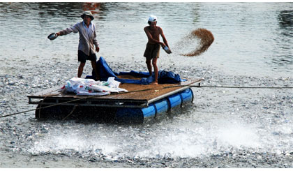 Sản phẩm heo, cá tra xuất khẩu đang là chủ đề “nóng” của ngành Nông nghiệp. Ảnh: Võ Nguyên Phú