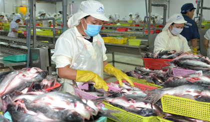 Sự hợp tác, liên kết giữa DN với các nhà khoa học và nông dân trong chuỗi giá trị sản xuất còn ít và chưa chặt chẽ.