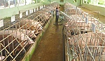 Bài 1: Nợ chồng nợ