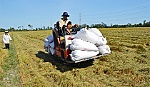 Năng suất lúa Đồng bằng sông Cửu Long đạt gần 6,3 tấn/ha