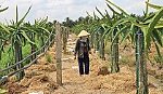 Mỹ Tịnh An xây dựng thành công xã Văn hóa nông thôn mới
