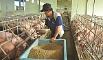 Bàn giải pháp hỗ trợ người nuôi heo