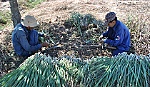 Năm 2020 không còn đất lúa trên huyện cù lao
