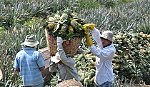 Lễ hội quảng bá thương hiệu khóm Tân Phước