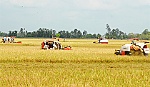 Xây dựng 660 ha mô hình Cánh đồng lớn kiểu mẫu