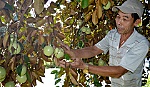 Giải pháp để bảo tồn vú sữa Lò Rèn