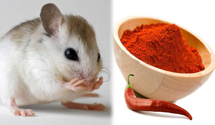 Cách diệt chuột nhanh mà không cần dùng thuốc