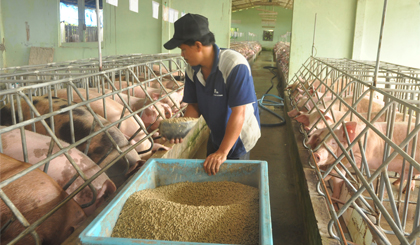Nhiều trang trại cho heo ăn cầm chừng vì không còn vốn để đầu tư.