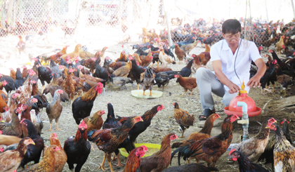 Anh Diệp chăm sóc gà